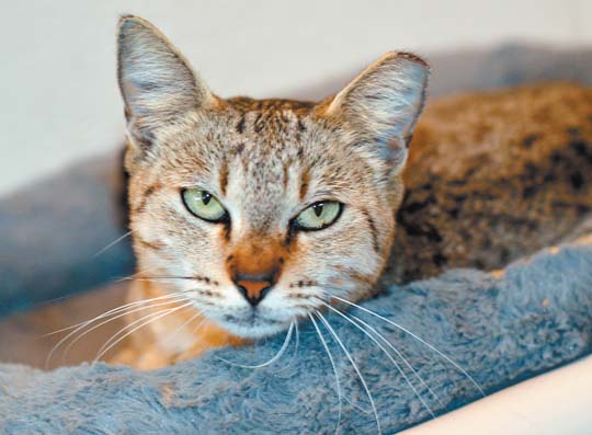 Pet of the Week